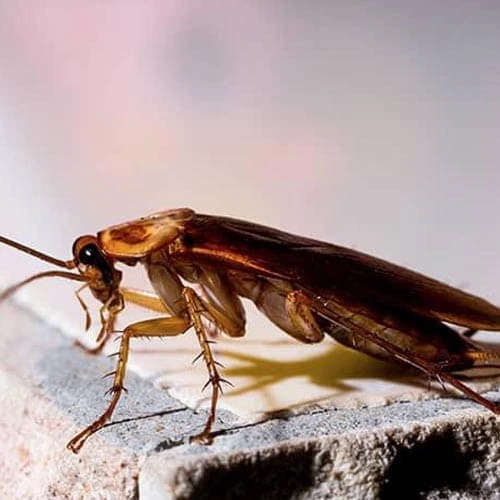 Doors and Windows cockroach popup image